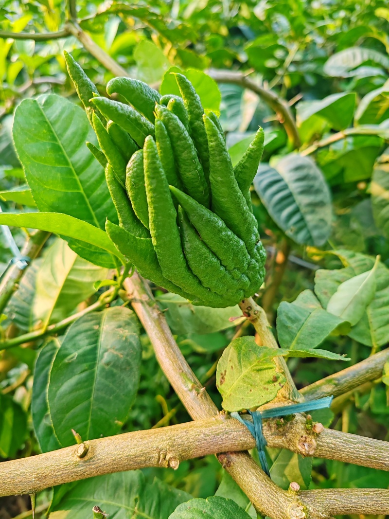 佛手果广佛手佛手柑药用价值高，统果观赏果量大从优
