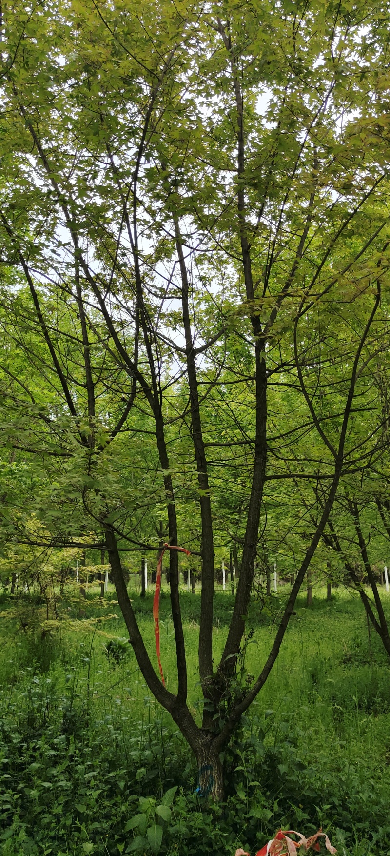 低分枝五角枫，十四到二十公分，黄土地移栽定植，树形优美，