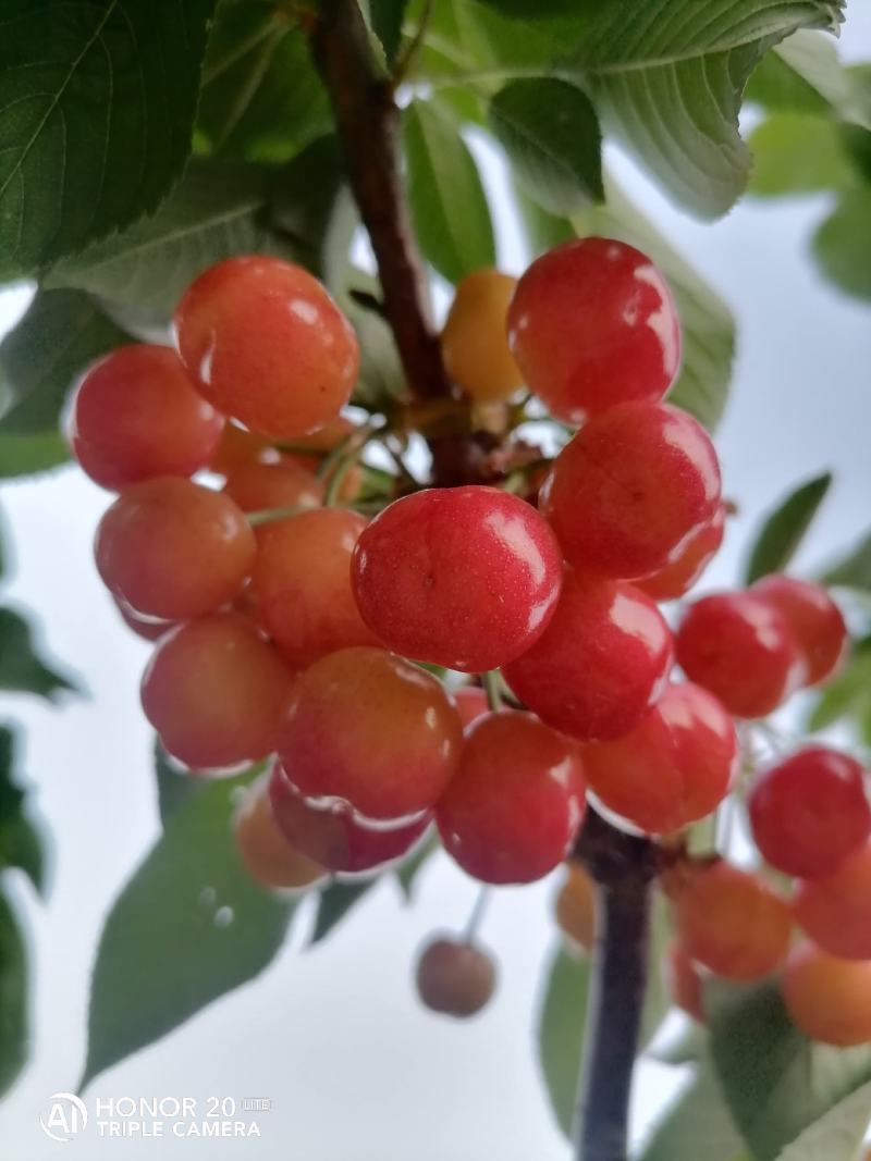 齐早布鲁克斯萨米托大樱桃，山区大樱桃，口感甜脆，颜色鲜亮