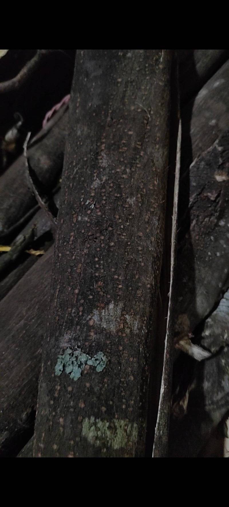 精品合欢皮药材品质好产量大货源充足价格优惠欢迎咨询