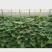 商薯红薯苗，商薯地瓜苗，商薯，红薯苗可视频看货