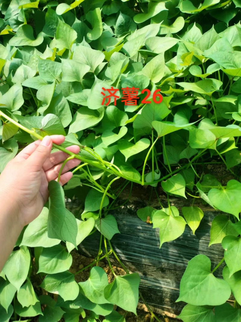 济薯红薯苗，红薯苗板栗薯，地瓜苗，济薯地瓜苗，
