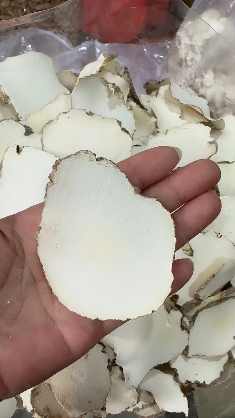 大片白皮虎乳菌，一手货源，欢迎订购