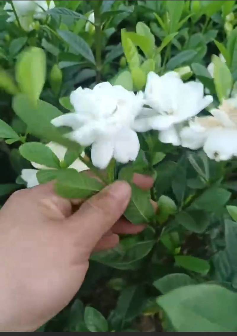 大量供应栀子花苗，玫瑰栀子苗，牡丹栀子苗，杯苗地苗