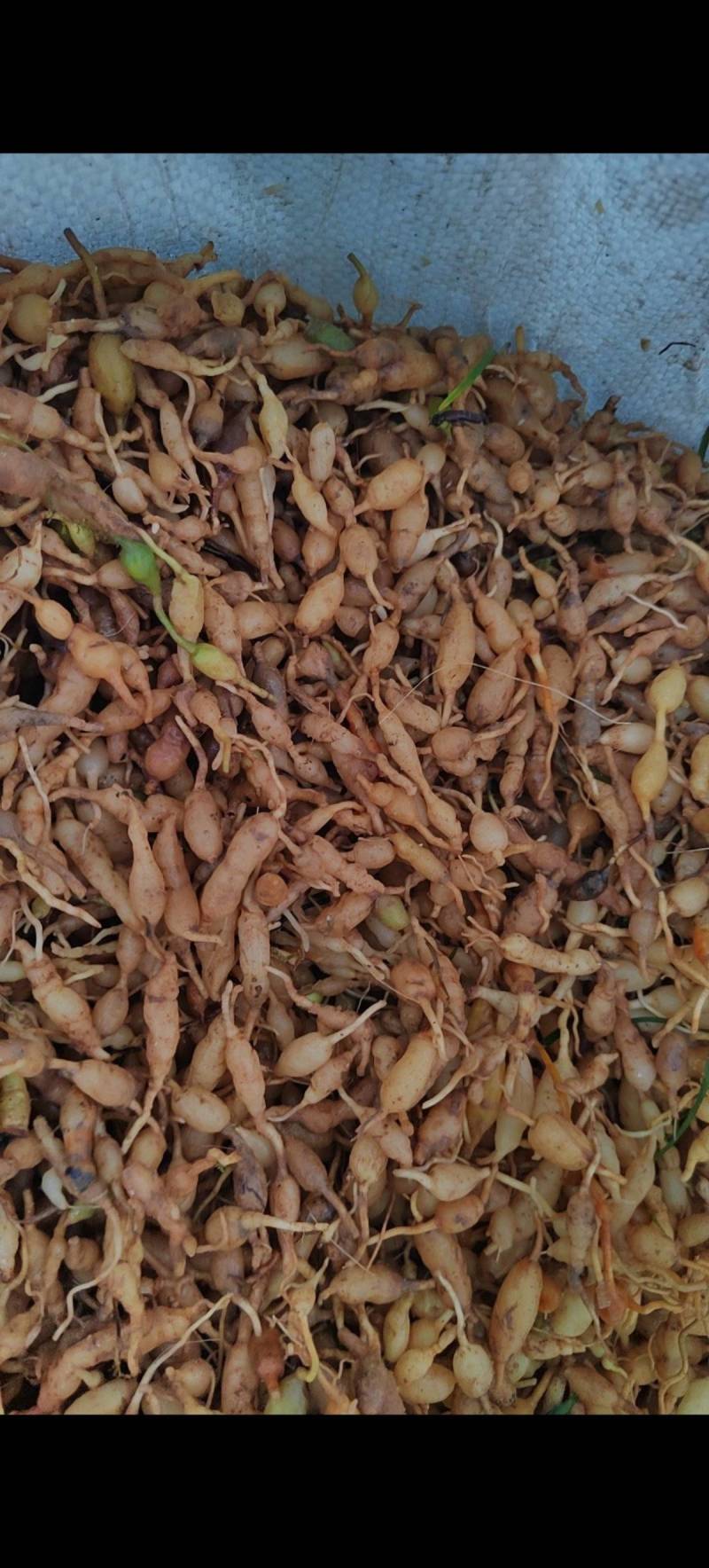 精品麦冬中药材，规格齐全品质好全国供应产地直发价格低