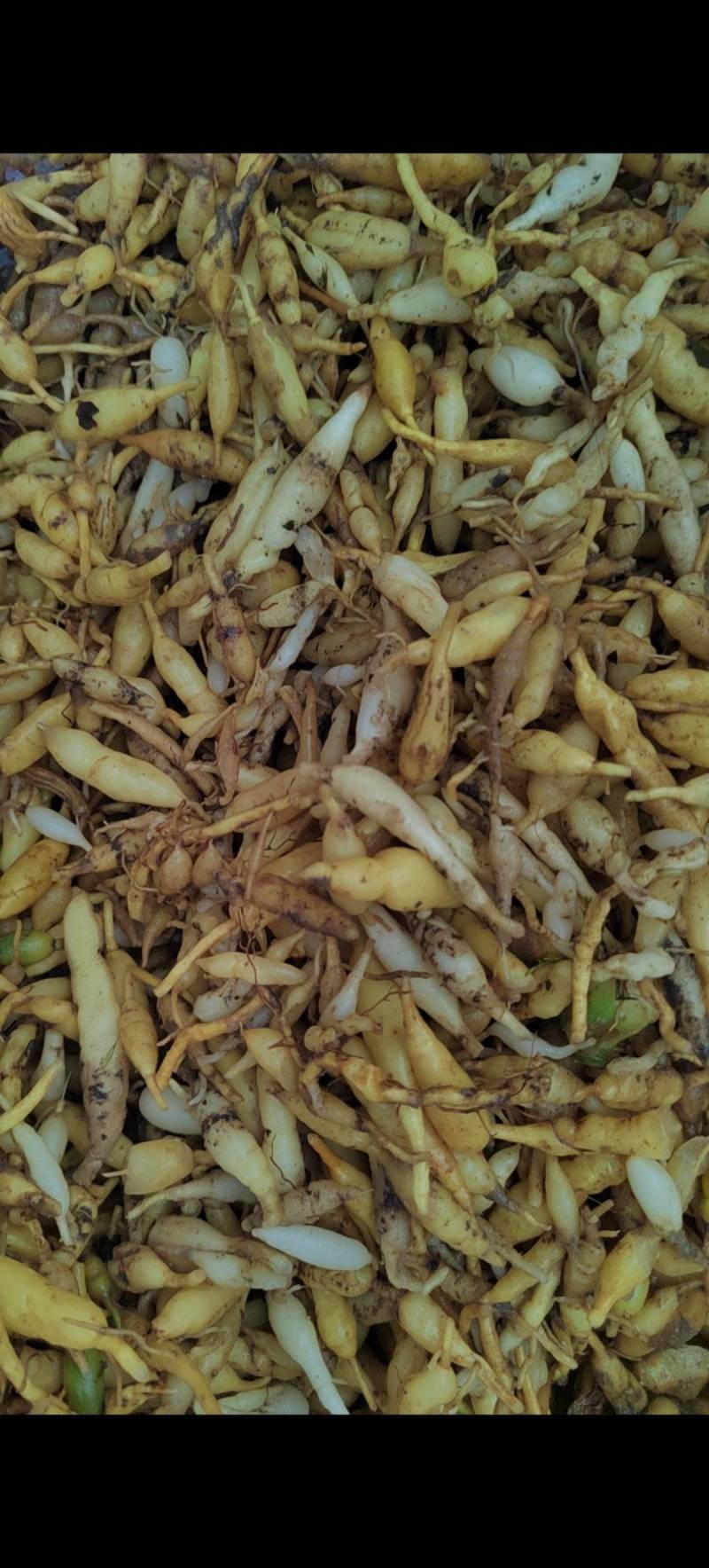精品麦冬中药材，规格齐全品质好全国供应产地直发价格低