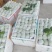【精品番石榴】广东湛江基地直发质量保证一手货源欢迎订购