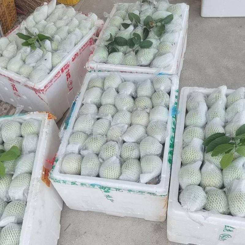 【精品番石榴】广东湛江基地直发质量保证一手货源欢迎订购