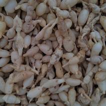 精品麦冬中药材，规格齐全品质好全国供应产地直发价格低