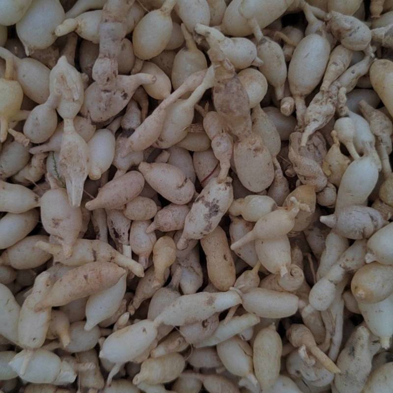 精品麦冬中药材，规格齐全品质好全国供应产地直发价格低