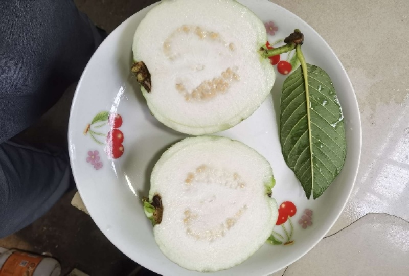 【精品番石榴】广东湛江基地直发质量保证一手货源欢迎订购