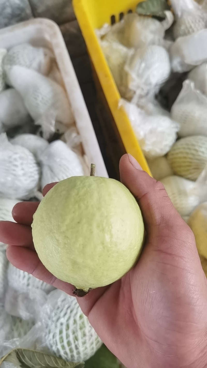 【精品番石榴】广东湛江基地直发质量保证一手货源欢迎订购
