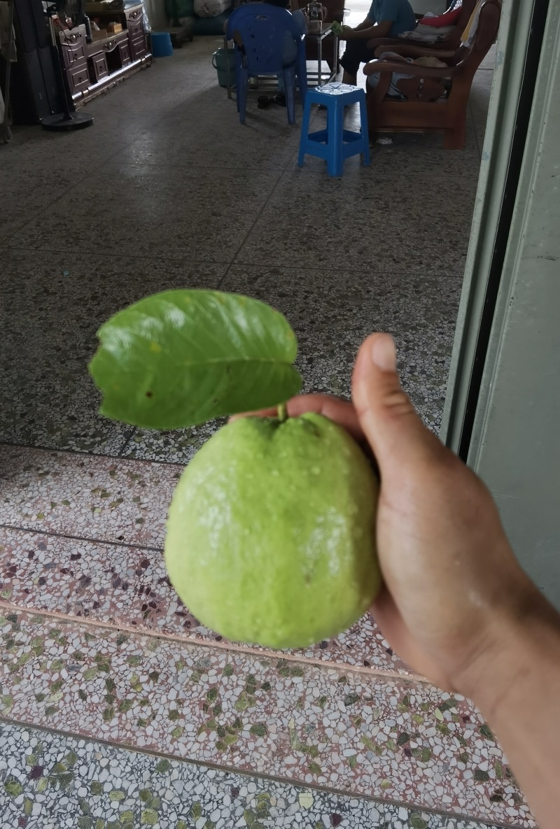 【精品番石榴】广东湛江基地直发质量保证一手货源欢迎订购