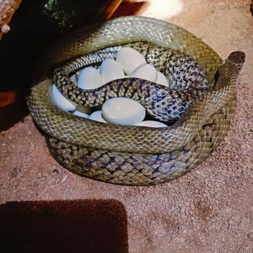 水律蛇，药用养殖蛇