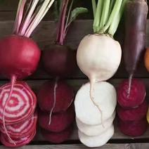 全年现货供应红甜菜产地直发市场加工脱水外贸红甜菜头