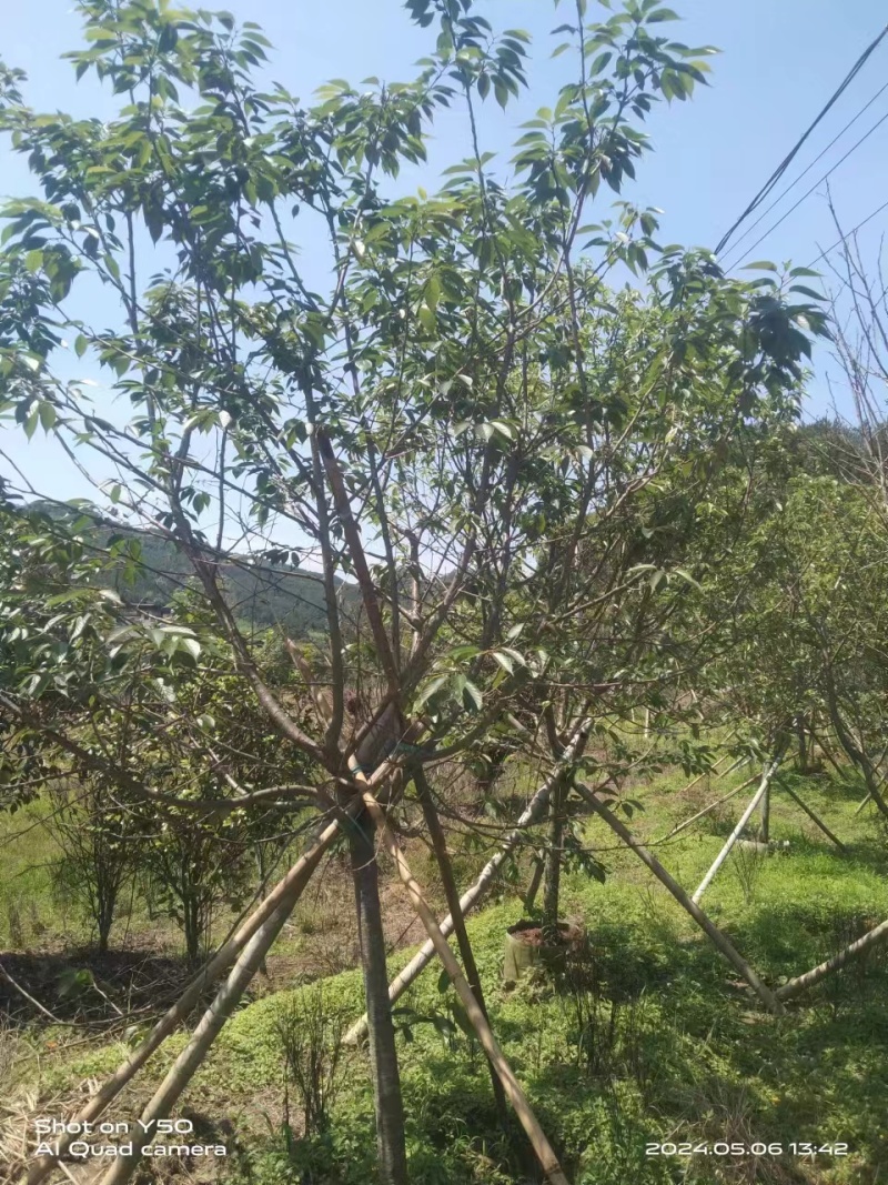 樱花红粉佳人，米径3到10的有货，基地直发，价格优惠，