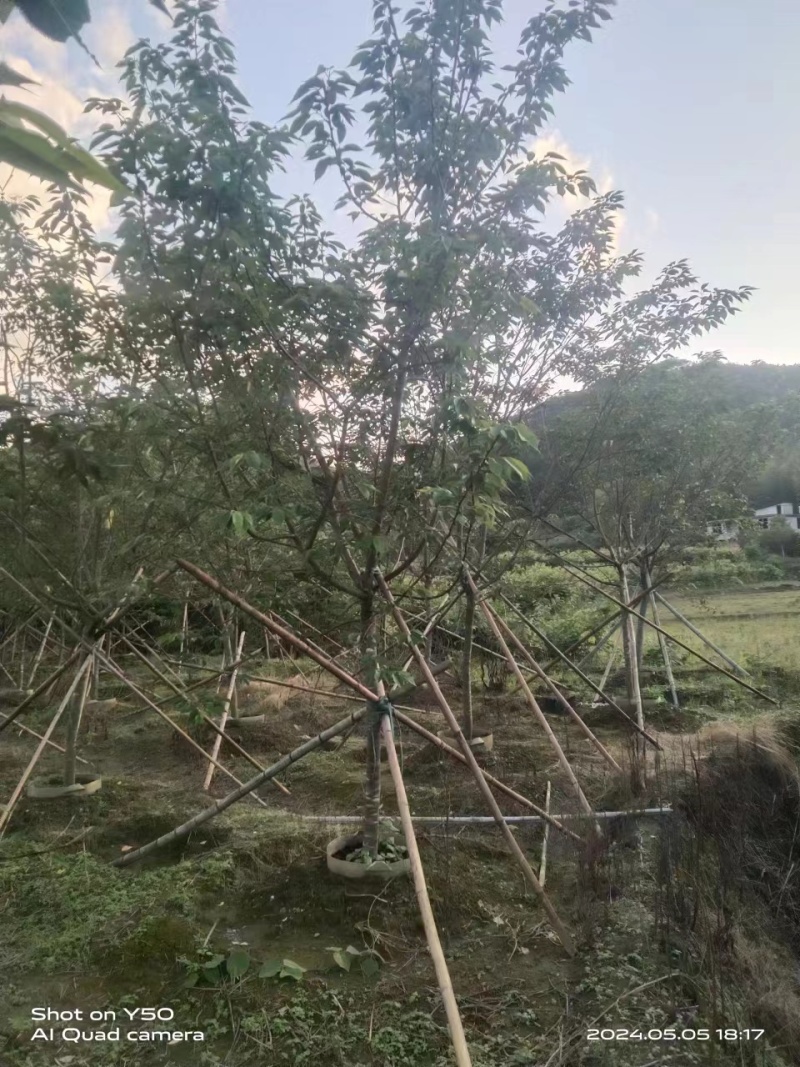 樱花红粉佳人，米径3到10的有货，基地直发，价格优惠，