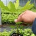 【浙江波姬红】新鲜红皮无花果苗基地南北种植根系发达