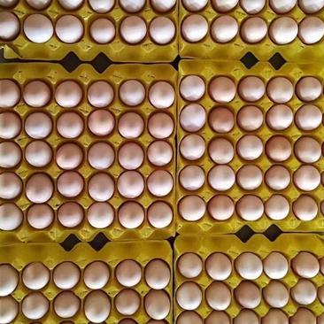 粉壳红壳鸡蛋，大量现货37-45码，产地直供