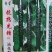 河北热销黄瓜苗抗热黄瓜苗强雌黄瓜油绿黄瓜苗