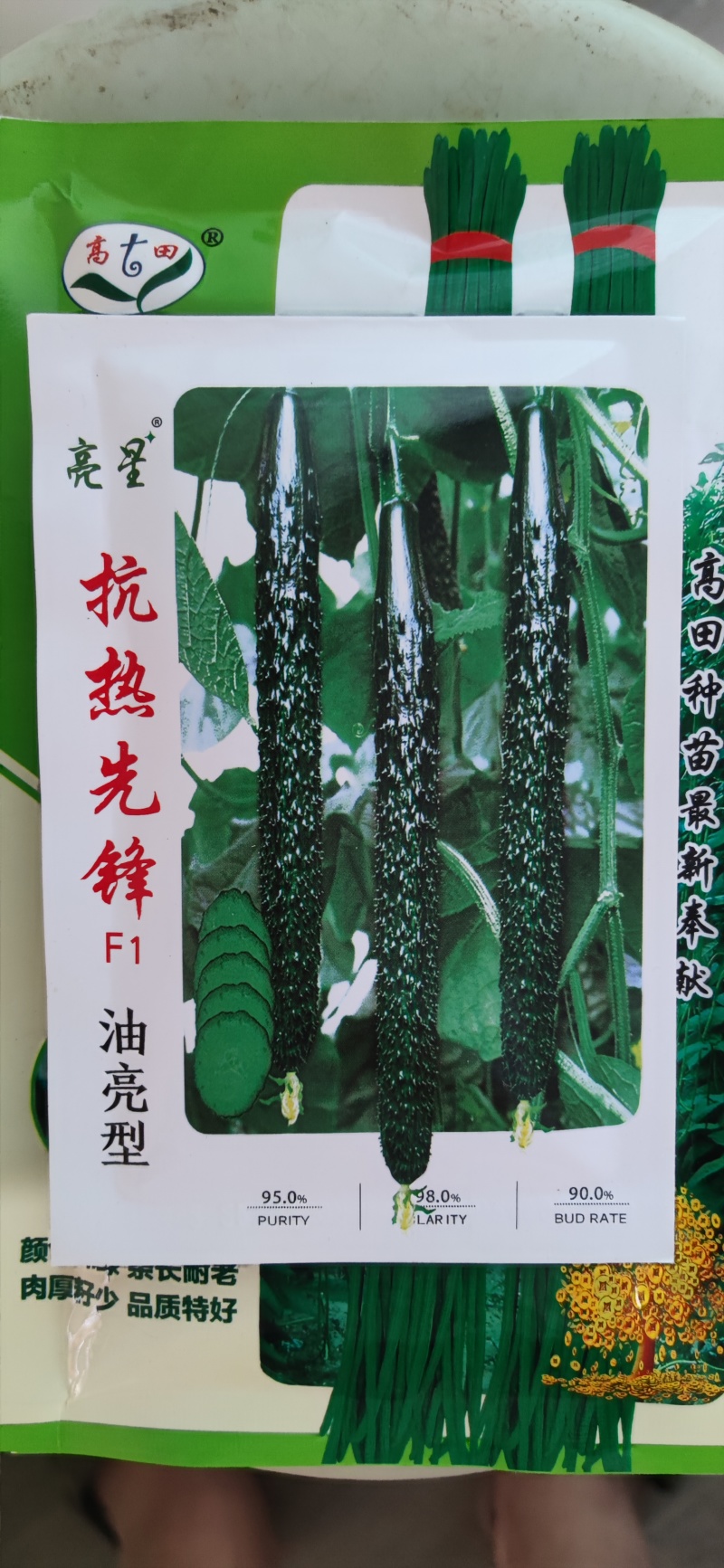 河北热销黄瓜苗抗热黄瓜苗强雌黄瓜油绿黄瓜苗
