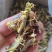 带翅纯公蚂蚱，蝗虫