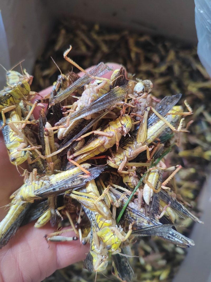 带翅纯公蚂蚱，蝗虫