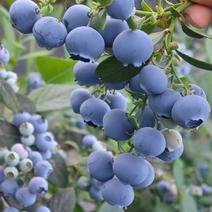 精品蓝莓
