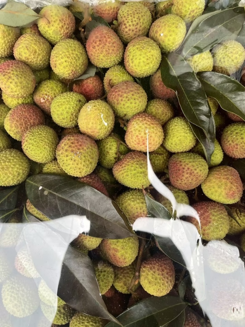 海南陵水文昌妃子笑荔枝专业做货量大优惠市场
