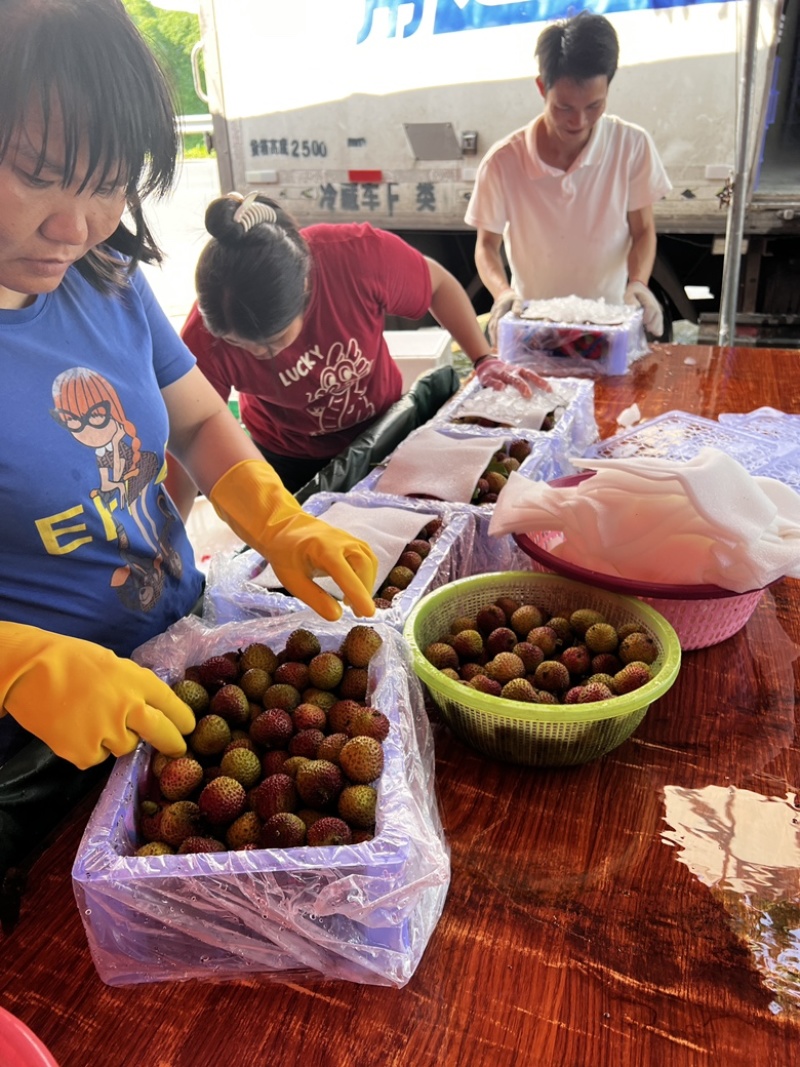海南陵水文昌妃子笑荔枝专业做货量大优惠市场