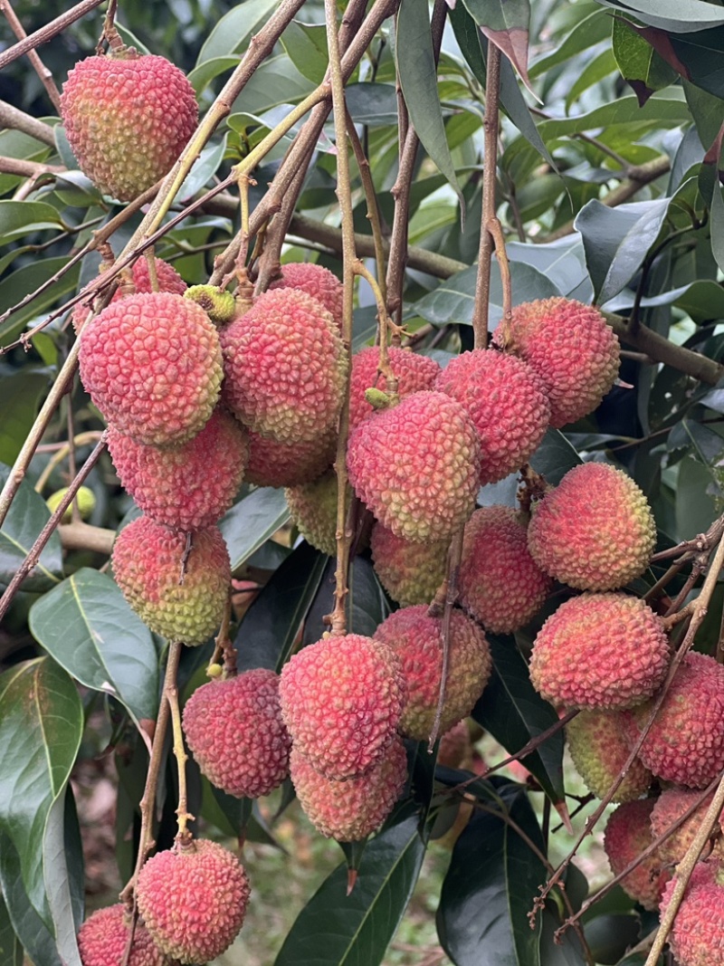 海南陵水文昌妃子笑荔枝专业做货量大优惠市场