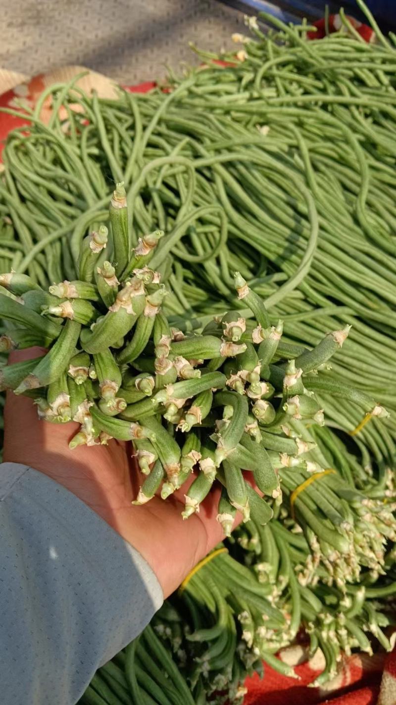 精品长豆角，河北邯郸产地直发！青条豆角量大从优价格美丽