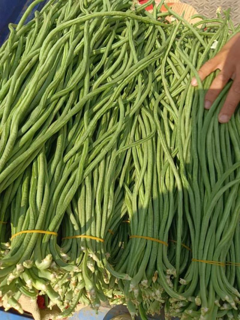 精品长豆角，河北邯郸产地直发！青条豆角量大从优价格美丽