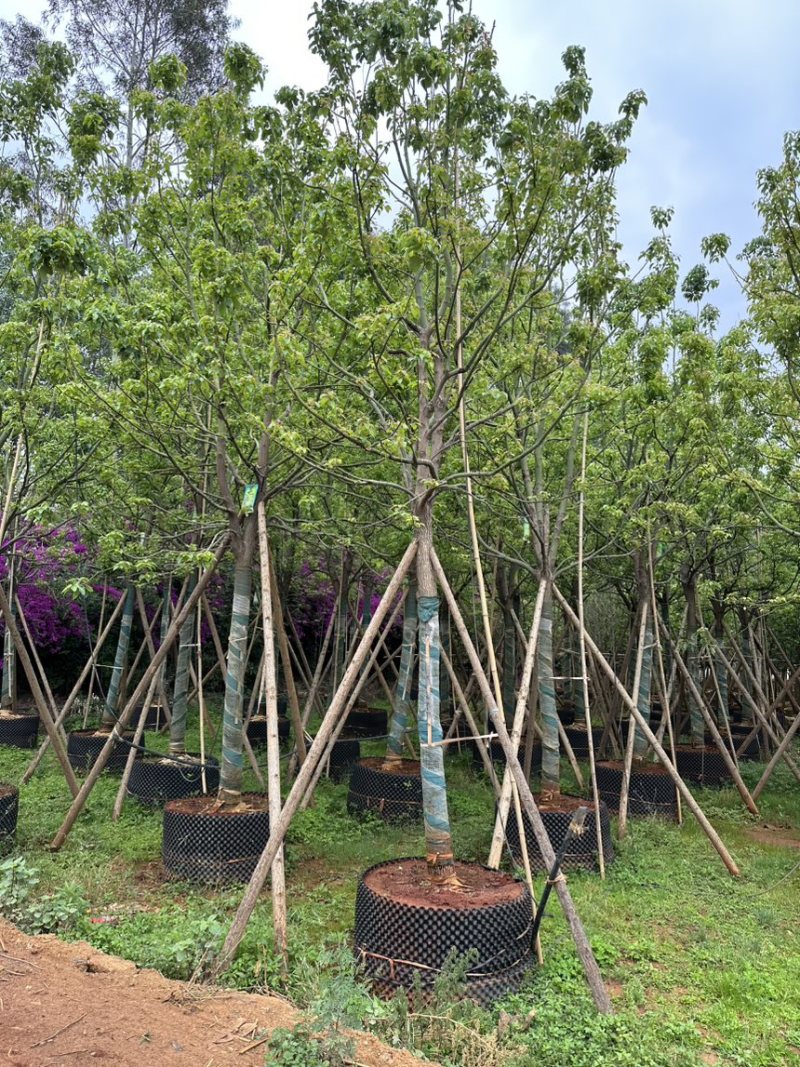 香樟樟树移栽苗5-30分各种规格齐全