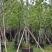 香樟樟树移栽苗5-30分各种规格齐全