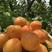 【热销中】金太阳杏大量上市口感甜蜜杏一手货源产地