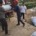商薯19原种一代红薯苗