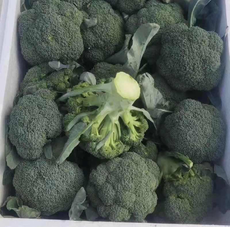 西兰花河北精品西兰花承接商超社团电商配货整车代发全国