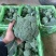 西兰花河北精品西兰花承接商超社团电商配货整车代发全国