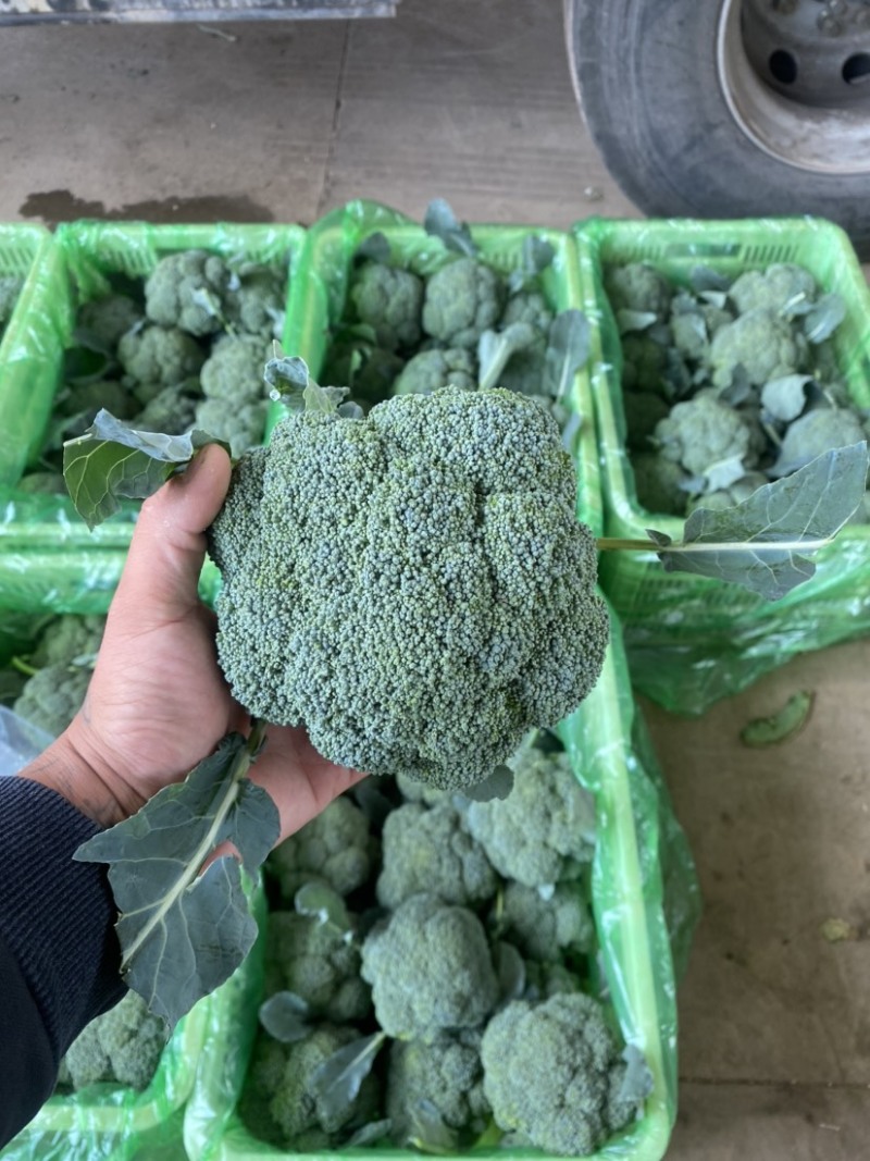 西兰花河北精品西兰花承接商超社团电商配货整车代发全国