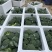 西兰花河北精品西兰花承接商超社团电商配货整车代发全国