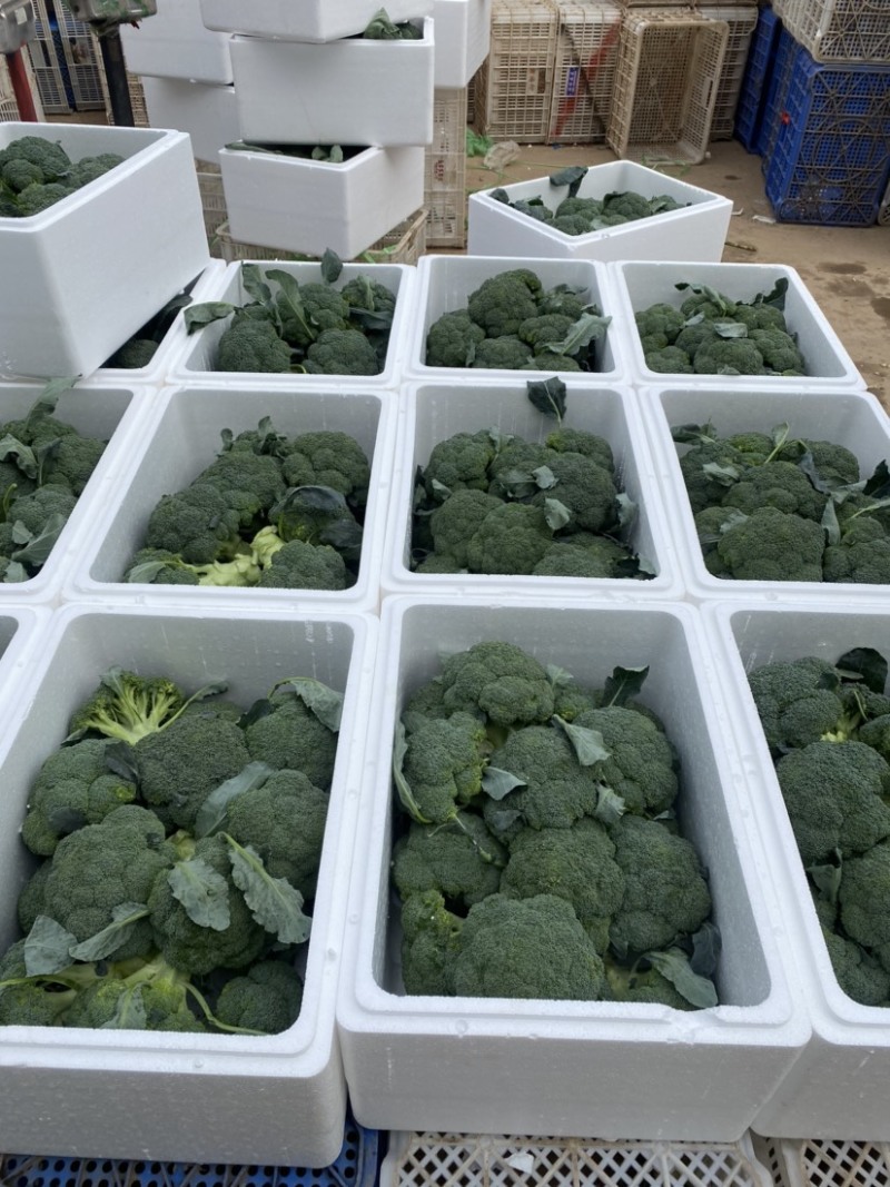 西兰花河北精品西兰花承接商超社团电商配货整车代发全国