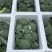 西兰花河北精品西兰花承接商超社团电商配货整车代发全国