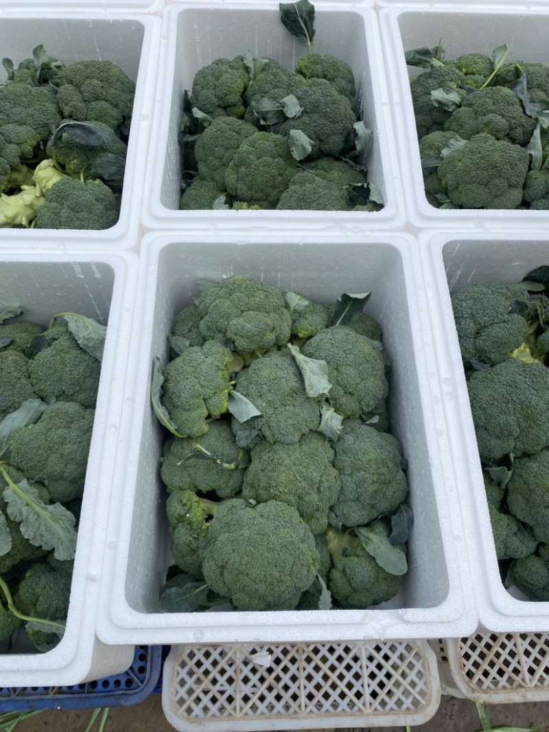 西兰花河北精品西兰花承接商超社团电商配货整车代发全国