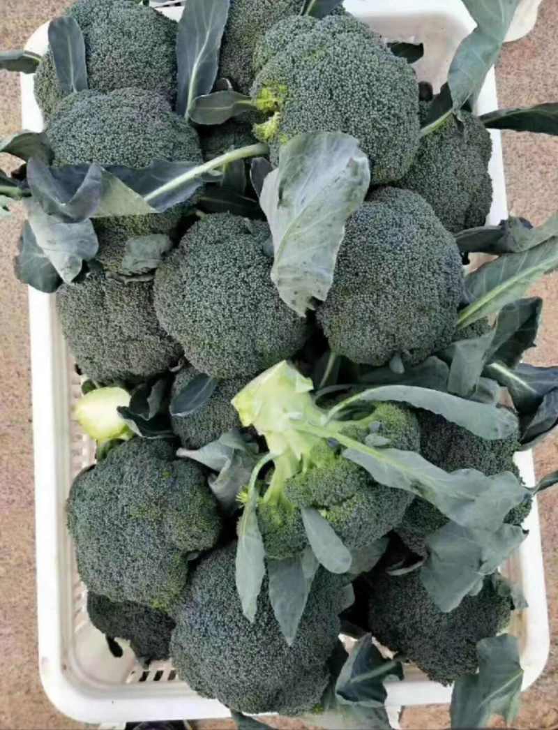 西兰花河北精品西兰花承接商超社团电商配货整车代发全国