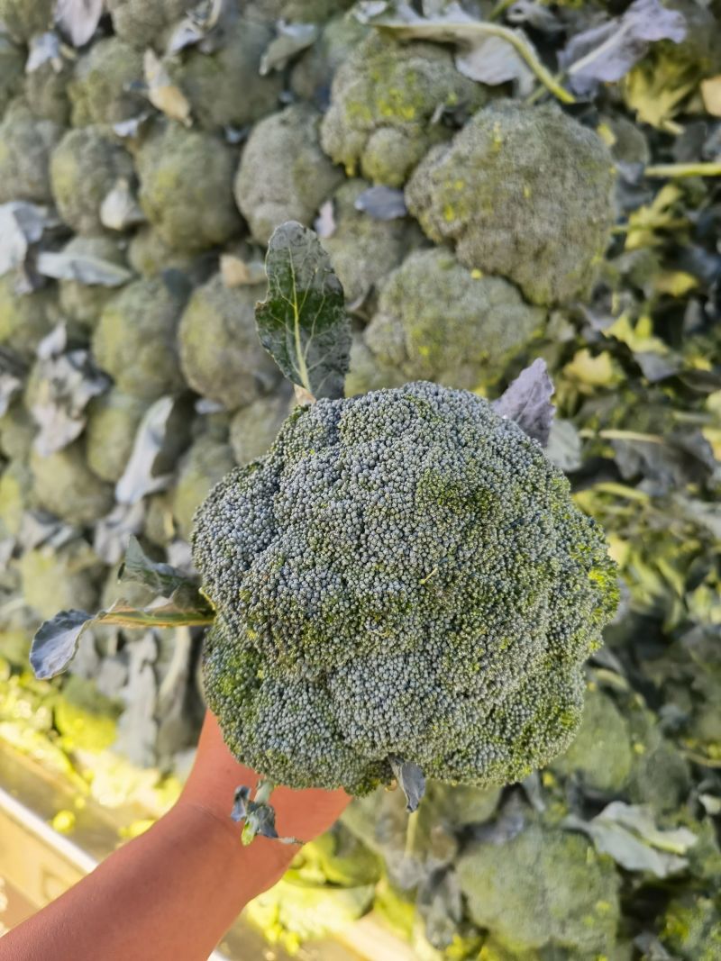 西兰花河北精品西兰花承接商超社团电商配货整车代发全国