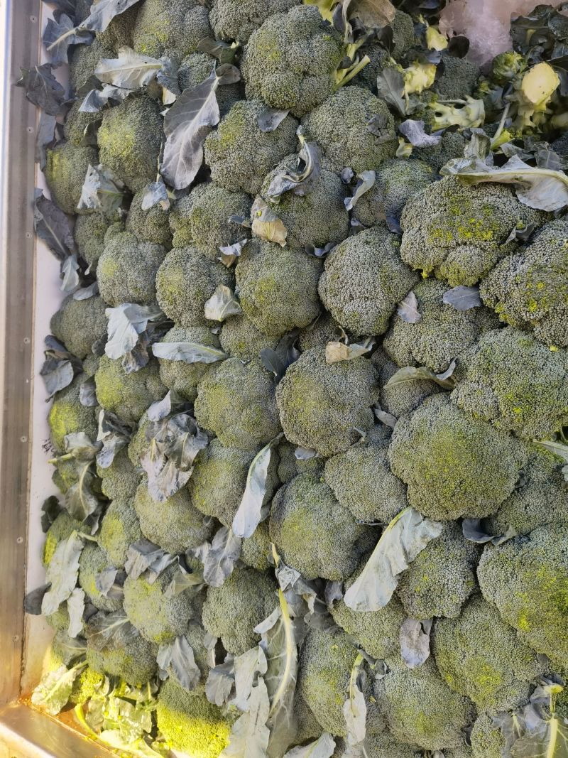 西兰花河北精品西兰花承接商超社团电商配货整车代发全国