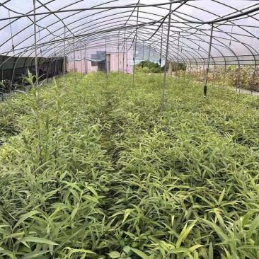 高竿多花黄精苗
