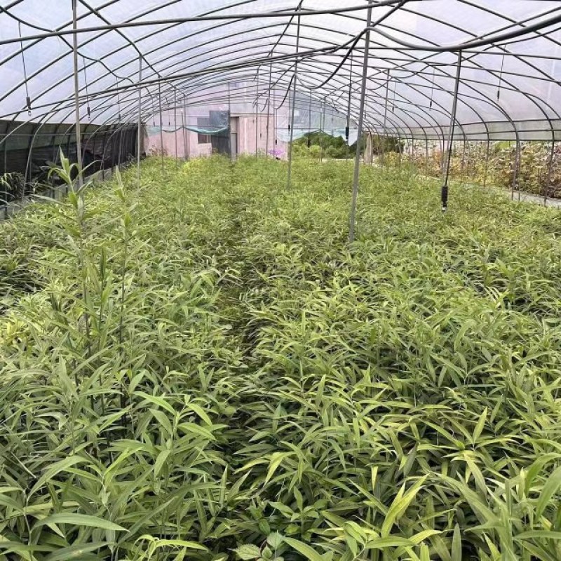 高竿多花黄精苗