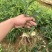 高竿多花黄精苗